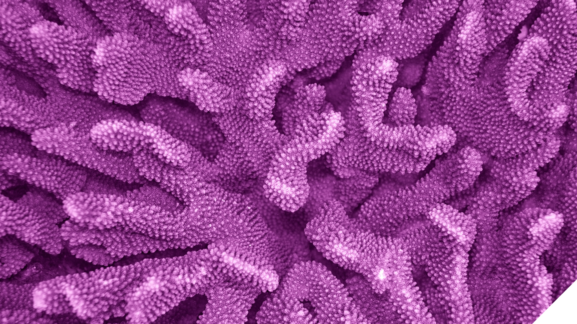 IMG SYF Oceans 250611