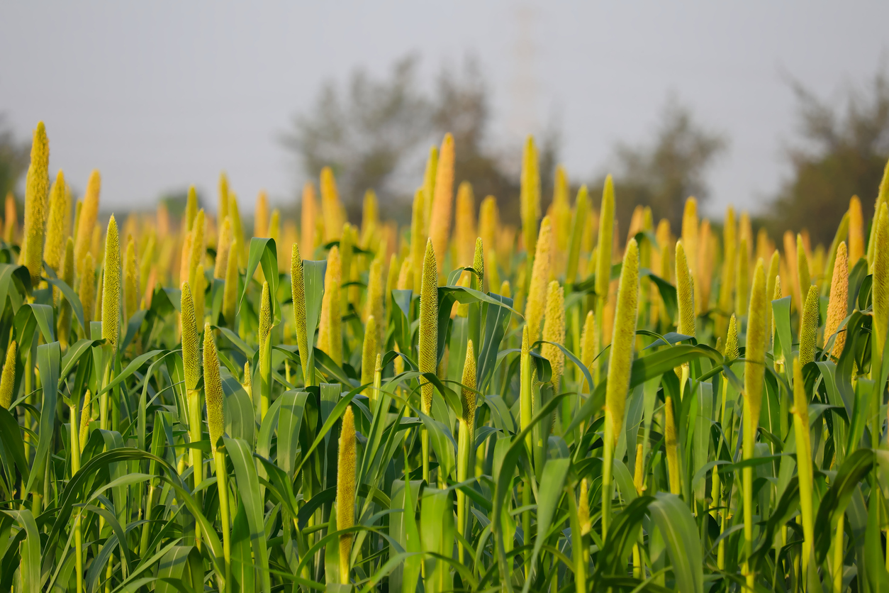 Crop of millet